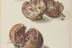 Punica granatum (pomegranate).